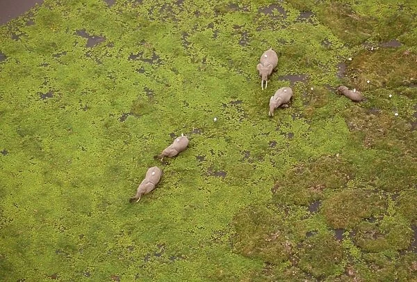 Aerial - African Elephants in swamp - Amboseli National Park - Kenya JFL01635