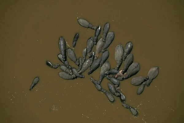 Aerial - Hippopotamus - in water - Masai Mara National Reserve - Kenya JFL10645
