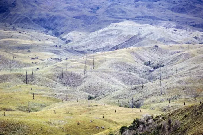 Framed Print : Aerial image of Venezuela, South America: Skeleton forest (damaged from forest fire) on La Gran Sabana, Canaima National Park, Bolivar State Framed Print : Aerial image of Venezuela, South America: Skeleton forest (damaged from forest fire) on La Gran Sabana, Canaima National Park, Bolivar State