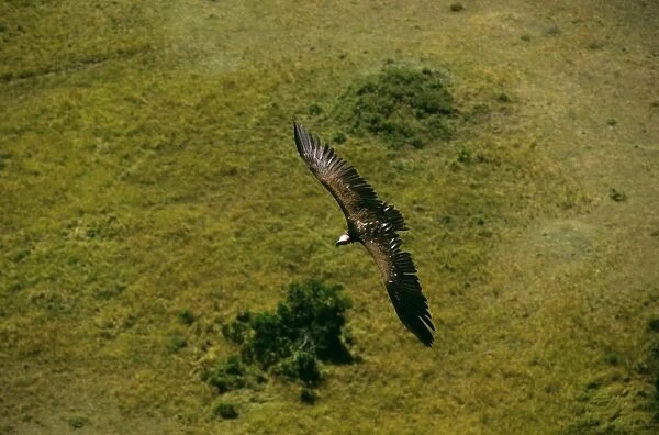 Aerial - Lappet-faced Vulture - in flight - Masai Mara National Reserve - Kenya JFL12580