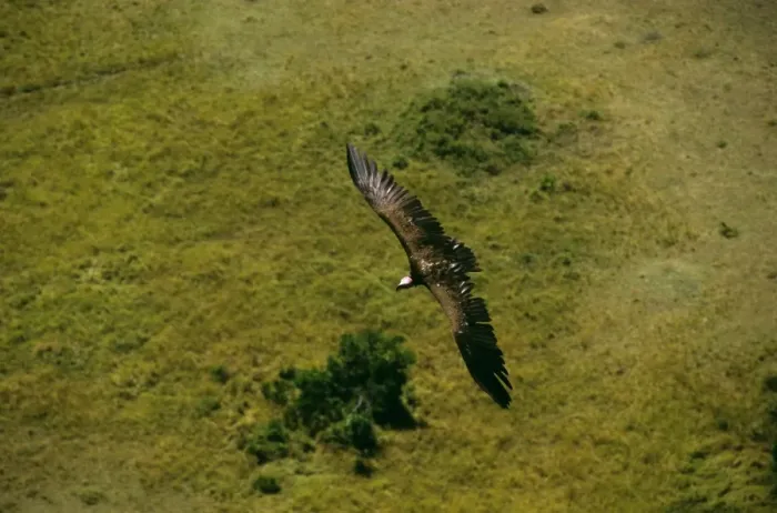 Framed Print : Aerial - Lappet-faced Vulture - in flight - Masai Mara National Reserve - Kenya JFL12580 Framed Print : Aerial - Lappet-faced Vulture - in flight - Masai Mara National Reserve - Kenya JFL12580