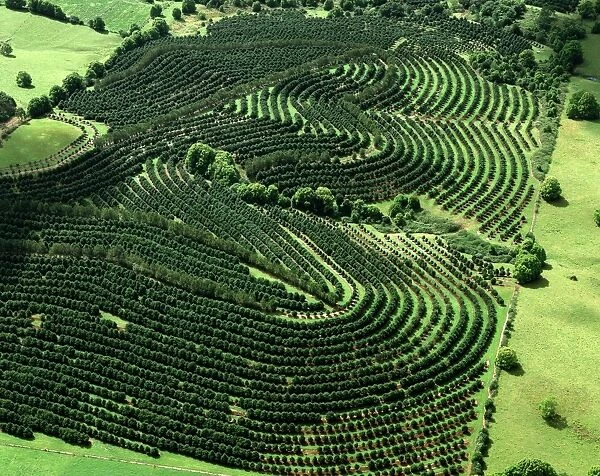 Aerial - Macadamia plantation Sunshine Coast, Queensland, Australia JPF52278