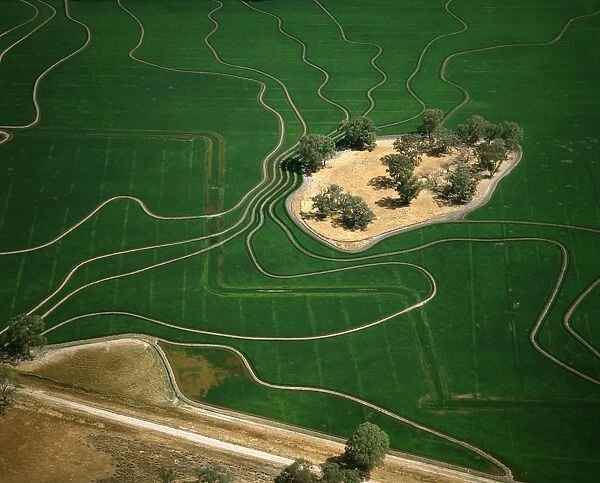 Aerial - Ricefield - Barham, New South Wales, Australia JLR06357