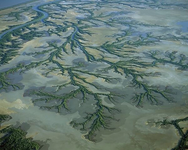 Aerial - Roper River delta aerial with saline flats and mangrove lined dendritic channels, Gulf of Carpentaria, Northern Territory, Australia JPF48635