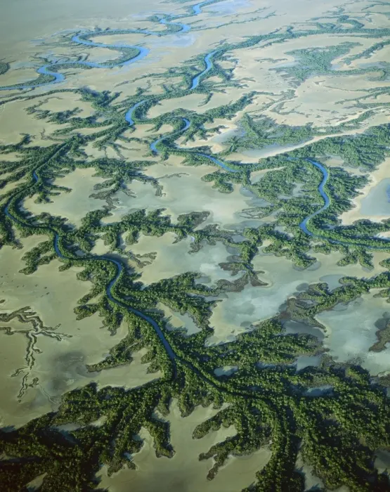 Framed Print : Aerial - Roper River delta with saline flats and mangrove-lined dendritic channels, Gulf of Carpentaria, Northern Territory, Australia JPF48305 Framed Print : Aerial - Roper River delta with saline flats and mangrove-lined dendritic channels, Gulf of Carpentaria, Northern Territory, Australia JPF48305