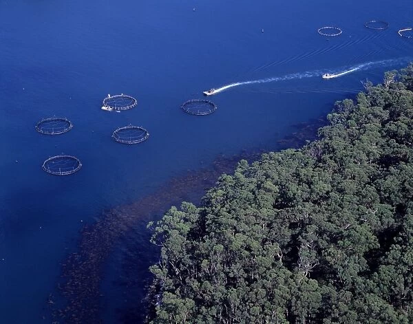 Aerial - Salmon farming off Port Arthur (aquaculture) Tasmania, Australia JPF49471