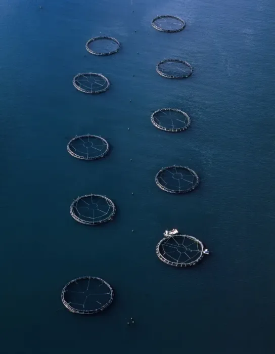 Framed Print : Aerial - Salmon farming off Port Arthur (aquaculture) Tasmania, Australia JPF49468