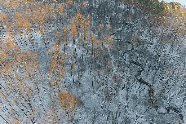 Aerial of snowy trees, Marion County, Illinois. Date: 26-02-2021