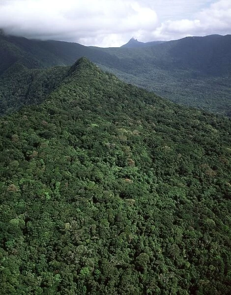 Aerial - Tropical rainforest near Cape Tribulation Daintree National Park, Queensland, Australia JPF50058