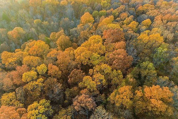 Aerial view of fall color, Marion County, Illinois Date: 05-11-2020