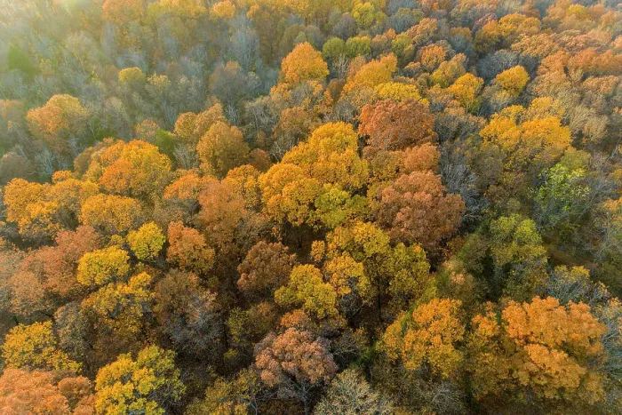 Framed Print : Aerial view of fall color, Marion County, Illinois Date: 05-11-2020 Framed Print : Aerial view of fall color, Marion County, Illinois Date: 05-11-2020