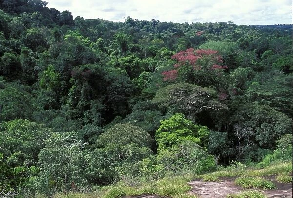 Aerial view of a forest Guyana