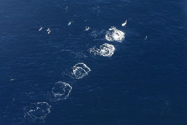 Aerial view of a pod of Dusky dolphins - one dolphin has made a series of leaps; the resulting splashes remain visible at the surface for a few moments. Near Kaikoura, New Zealand