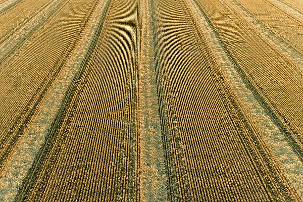 Aerial view of rows of wheat straw before baling, Marion County, Illinois Date: 18-06-2020