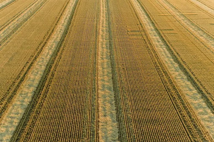 Framed Print : Aerial view of rows of wheat straw before baling, Marion County, Illinois Date: 18-06-2020 Framed Print : Aerial view of rows of wheat straw before baling, Marion County, Illinois Date: 18-06-2020