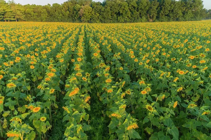 Framed Print : Aerial view of a Sunflower field at sunrise, Jasper County, Illinois Date: 07-08-2020 Framed Print : Aerial view of a Sunflower field at sunrise, Jasper County, Illinois Date: 07-08-2020