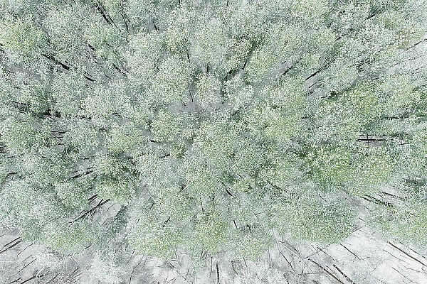 Aerial view of woods and white pine trees after a snowfall, Marion County, Illinois Date: 16-12-2020