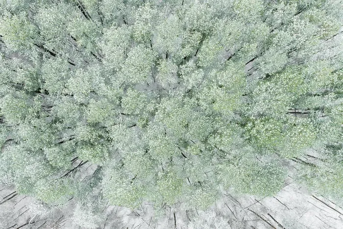 Framed Print : Aerial view of woods and white pine trees after a snowfall, Marion County, Illinois Date: 16-12-2020 Framed Print : Aerial view of woods and white pine trees after a snowfall, Marion County, Illinois Date: 16-12-2020