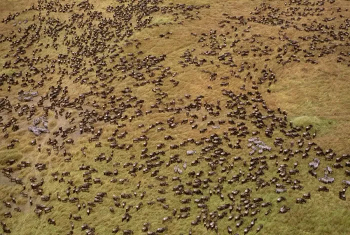 Framed Print : Aerial - Wildebeest during migration - Masai Mara National Reserve, Kenya JFL04109