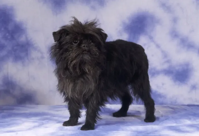 Framed Print : Affenpinscher Framed Print : Affenpinscher