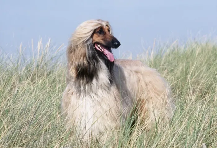 Framed Print : Afghan Hound Framed Print : Afghan Hound