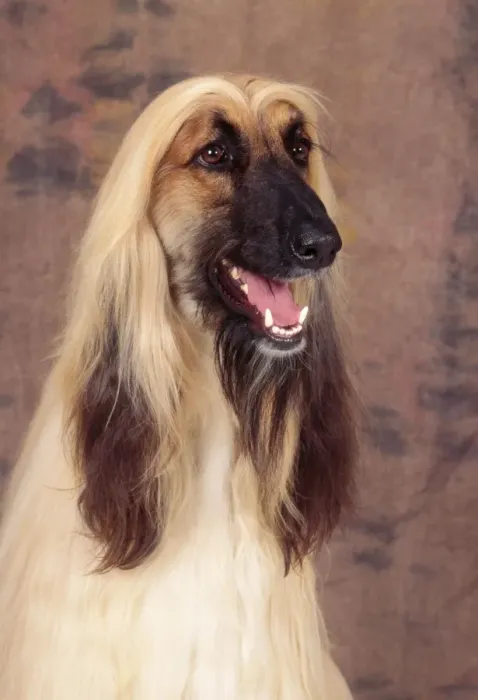 Framed Print : Afghan Hound Dog Framed Print : Afghan Hound Dog