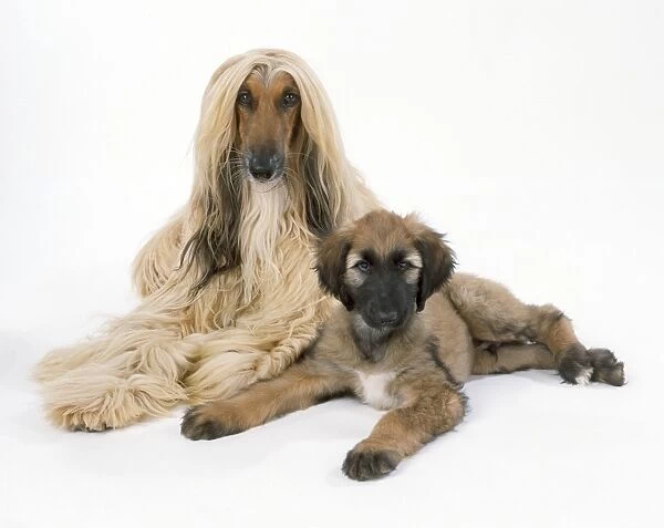 Afghan Hound Dog - and puppy