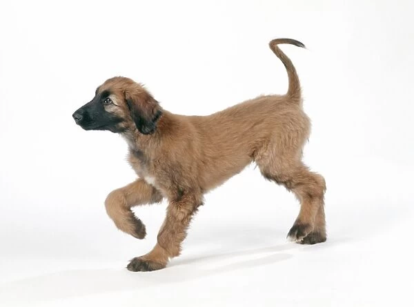 Afghan Hound Dog - puppy