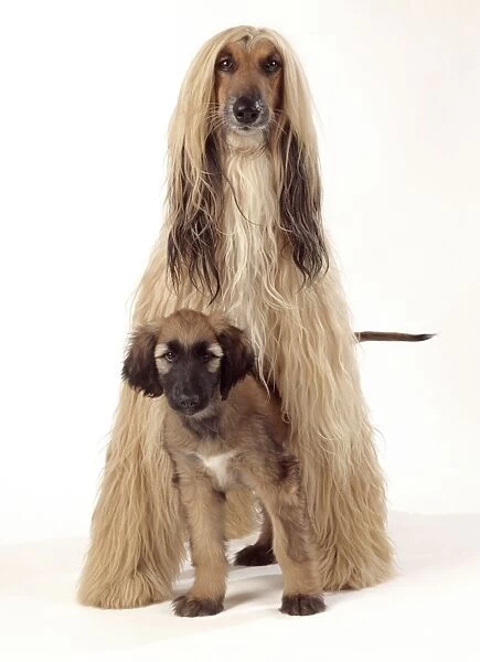 Afghan Hound Dog and Puppy inbetween legs