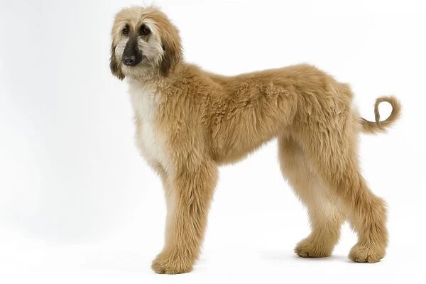Afghan Hound. Also know as Tazi