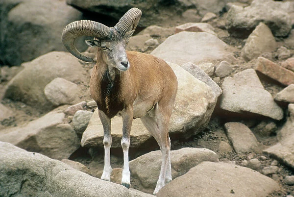 Afghan Urial Sheep - male