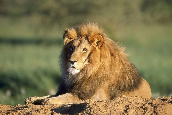Africa. JD-19043. Lion. Africa. Panthera leo