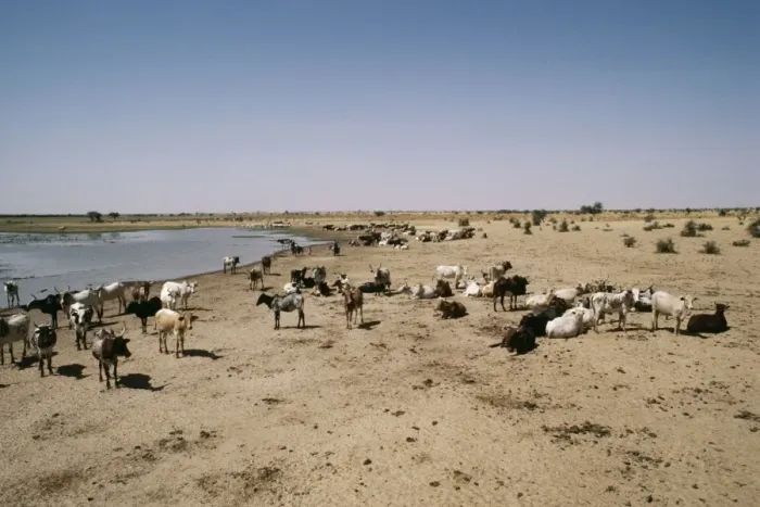 Framed Print : Africa Cattle herd by water, desertification. Sahel region, Burkina Faso Framed Print : Africa Cattle herd by water, desertification. Sahel region, Burkina Faso