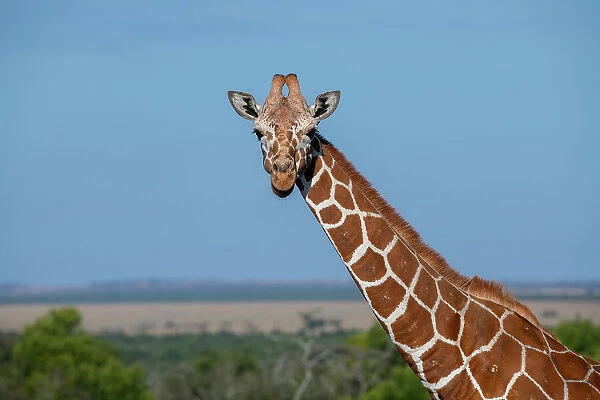 Africa, Kenya, Laikipia Plateau, Ol Pejeta Conservancy. Reticulated giraffe Endangered species. Date: 24-10-2020