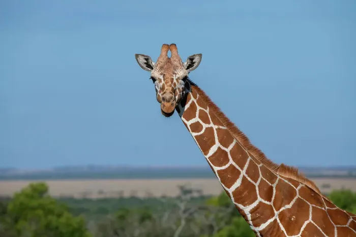 Framed Print : Africa, Kenya, Laikipia Plateau, Ol Pejeta Conservancy. Reticulated giraffe Endangered species. Date: 24-10-2020