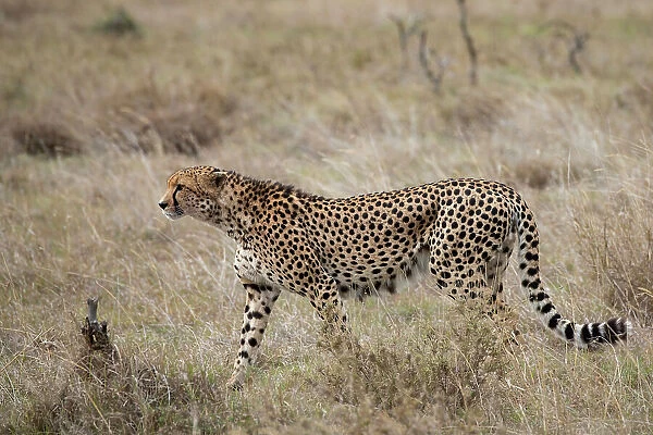 Africa, Kenya, Laikipia Plateau, Ol Pejeta Conservancy. Lone male cheetah, endangered species. Date: 24-10-2020