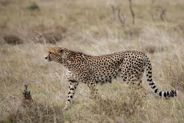 Framed Print : Africa, Kenya, Laikipia Plateau, Ol Pejeta Conservancy. Lone male cheetah, endangered species. Date: 24-10-2020 Framed Print : Africa, Kenya, Laikipia Plateau, Ol Pejeta Conservancy. Lone male cheetah, endangered species. Date: 24-10-2020