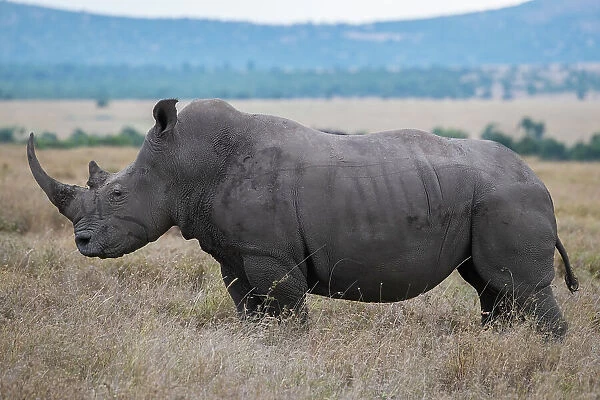 Africa, Kenya, Laikipia Plateau, Ol Pejeta Conservancy. Southern white rhinoceros (Ceratotherium simum simum) lone male. Date: 24-10-2020