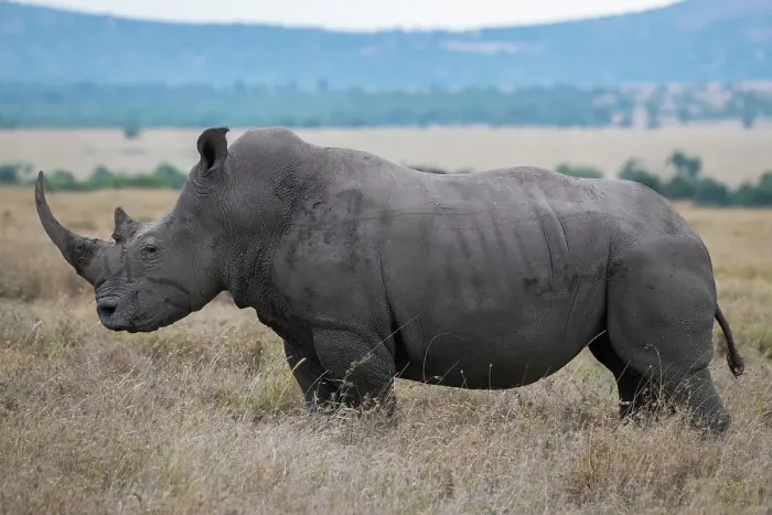 Framed Print : Africa, Kenya, Laikipia Plateau, Ol Pejeta Conservancy. Southern white rhinoceros (Ceratotherium simum simum) lone male. Date: 24-10-2020 Framed Print : Africa, Kenya, Laikipia Plateau, Ol Pejeta Conservancy. Southern white rhinoceros (Ceratotherium simum simum) lone male. Date: 24-10-2020