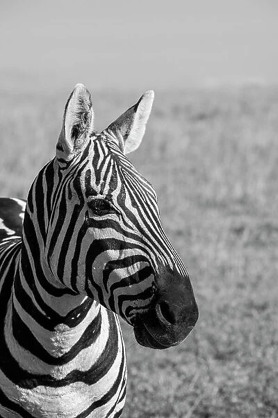 Africa, Kenya, Laikipia Plateau, Ol Pejeta Conservancy. Bruchell's zebra (Equus burchellii). Date: 25-10-2020