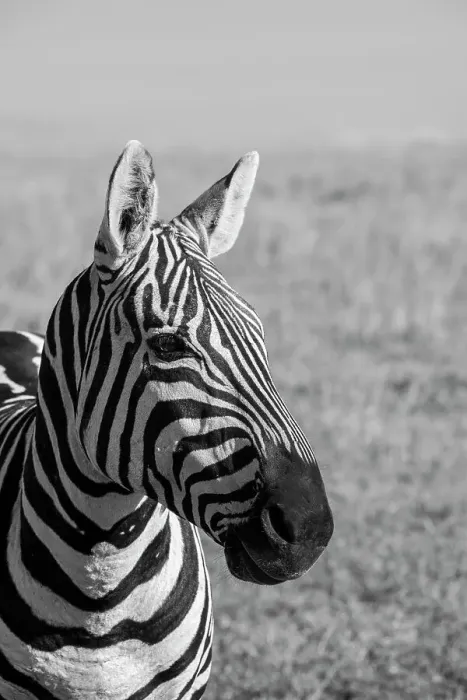 Framed Print : Africa, Kenya, Laikipia Plateau, Ol Pejeta Conservancy. Bruchell's zebra (Equus burchellii). Date: 25-10-2020 Framed Print : Africa, Kenya, Laikipia Plateau, Ol Pejeta Conservancy. Bruchell's zebra (Equus burchellii). Date: 25-10-2020