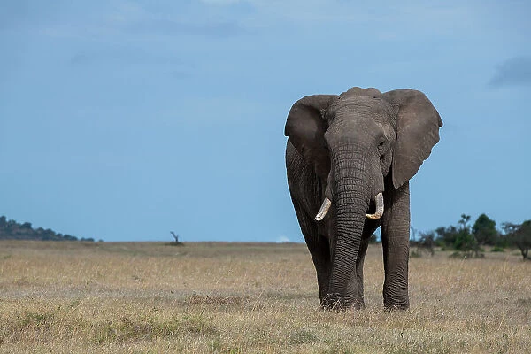 Africa, Kenya, Laikipia Plateau, Ol Pejeta Conservancy. Lone bull African elephant Date: 26-10-2020