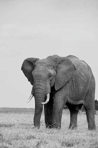Africa, Kenya, Laikipia Plateau, Ol Pejeta Conservancy. African elephant Date: 26-10-2020