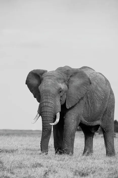 Framed Print : Africa, Kenya, Laikipia Plateau, Ol Pejeta Conservancy. African elephant Date: 26-10-2020 Framed Print : Africa, Kenya, Laikipia Plateau, Ol Pejeta Conservancy. African elephant Date: 26-10-2020