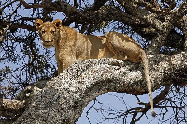 Africa, Kenya, Maasai Mara. A female lion