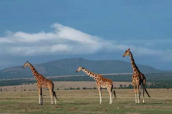 Ol Pejeta Conservancy Reticulated Giraffe Print, Kenya. Art Prints