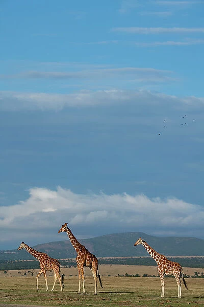 Africa, Kenya, Northern Frontier District, Ol Pejeta Conservancy. Reticulated giraffes Date: 24-10-2020