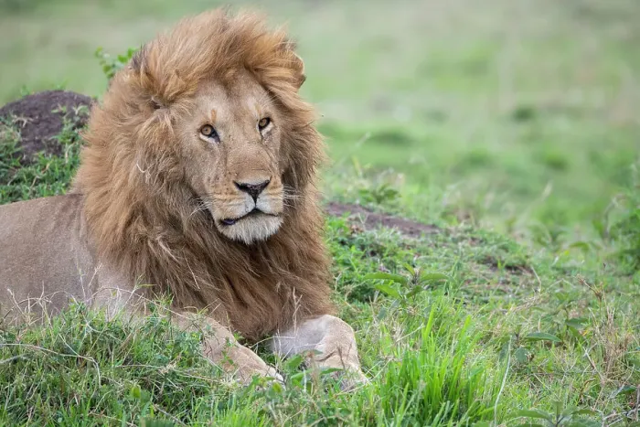 Framed Print : Africa, Kenya, Northern Serengeti Plains, Maasai Mara. Male lion Date: 26-10-2020