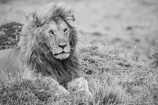 Africa, Kenya, Northern Serengeti Plains, Maasai Mara. Male lion Date: 26-10-2020