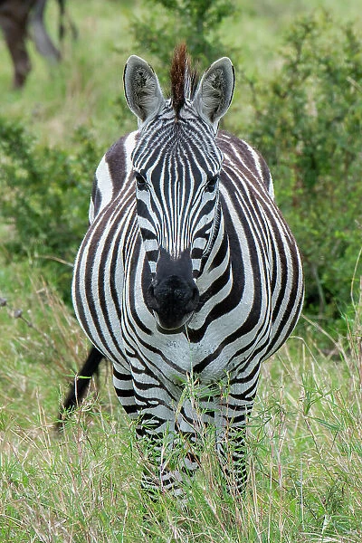 Africa, Kenya, Northern Serengeti Plains, Maasai Mara. Plains zebra aka Burchell's zebra Date: 28-10-2020